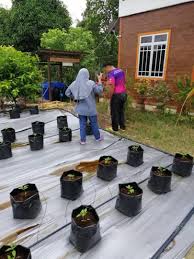Menanam terung secara fertigasi merupakan satu teknologi yang sesuai dilakukan oleh petani yang ada ilmu pengetahuan, modal mencukupi dan sistem fertigasi sesuai. Fertigasi Sibu Tanaman Cili Fertigasi Di Mukah Semoga Facebook