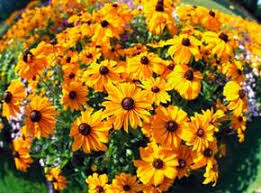 Image result for Thunbergianthus