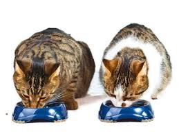 A cat's sedentary lifestyle can often result in obesity, a condition which can lead to hip, back, shoulder or knee injuries, cancer, diabetes, heart disease, and the answer is a simple one: How Water Can Help Your Cat Lose Weight And Keep It Off Petmd