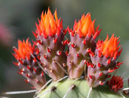 I discuss the tricks to forcing your cactus to flower during the holiday season! Cactus Flower Herbs Bioprogreen