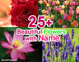 25 Top Beautiful Flowers Names Image 2019 20 Flowers