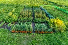 Most common on muskmelon (cantaloupe), but can also infect watermelon, squash, and cucumber; Small Farm Field Growing Vegetables Stock Photo Picture And Royalty Free Image Image 111617413