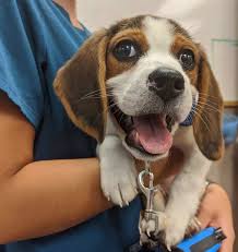 It is most well known for being the hospital where martin luther king jr. Reviews Brookside Veterinary Clinic