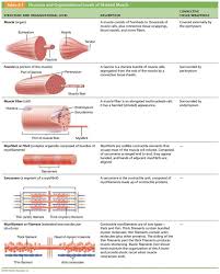 Pin On Histology