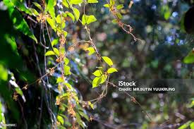 Image result for Secamone