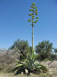 Image result for Agave