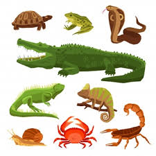 We did not find results for: Reptile Images Free Vectors Stock Photos Psd