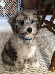 A Blog About Our Apricot Schnoodles For Sale In Virginia We Breed White Apricot And Red Schnoodles In Schnoodle Dog Schnoodle Puppy Hypoallergenic Dog Breed