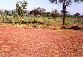 Image result for Embelia schimperi