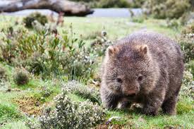Image result for Common wombat