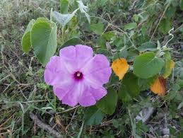 Image result for Ipomoea carnea
