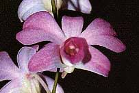 Image result for Habenaria rhopalostigma