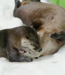 Birds For Sale In Ohio Craigslist One Two Three Animals Beautiful Baby Animals Otters