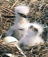 Check spelling or type a new query. Decorah Eaglets Bald Eagle Baby Eagle Eagles