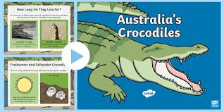 Simply do online coloring for saltwater crocodile coloring page directly from your gadget, support for ipad, android tab or using our web feature. Australia Crocodiles Facts For Kids Powerpoint Year 1 4