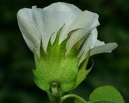 Image result for Gossypium