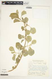 Image result for Achyrospermum schimperi