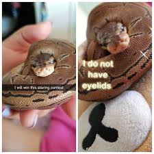 Dreamiefairie I Made A Couple Of Snake Memes Based On William Snekspeare Comics Cute Reptiles Pet Snake Cute Snake