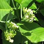 Image result for Tabernaemontana pachysiphon