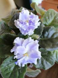 Image result for Streptocarpus sp.nov. aff. S. grandis