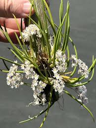 Image result for Microcoelia stolzii