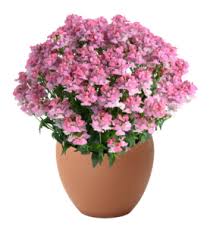 Image result for Nesaea rautanenii