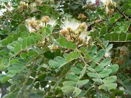 Image result for Albizia antunesiana