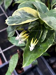Image result for hoya multiflora