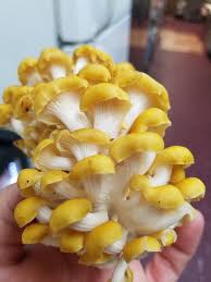 We did not find results for: Golden Oyster Mushrooms Found Wild Ohio Mycology