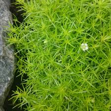 Don't plant it in full shade or your plant will not thrive. Sagina Subulata Lime Moss Irish Moss Lime Moss In Gardentags Plant Encyclopedia