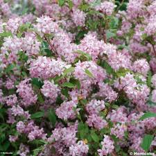 Deutzia Hybrida Mont Rose Deutzie Arbuste Fleurs Roses Pales Idees Jardin