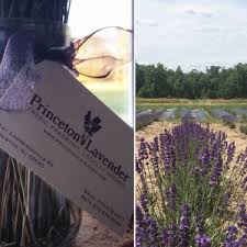 Lavender farm directory where you will find information and links to lavender farms near you. Lavender Fields To Visit Near Jersey City