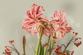 Image result for Hippeastrum