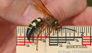 Giant cicada — liquid summer 03:20. Ohioans May See Cicada Killer Wasps Wfmj Com