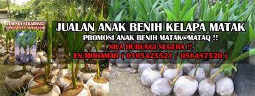Nama saintifik cocos nucifera l. Jualan Anak Benih Kelapa Matag Home Facebook