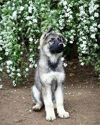 These puppies grow fast and reach their physical maturity at 18 to 24 months. Silver Sable German Shepherd Puppy From Bellevue German Shepherds Www Bellevuegsd Sable German Shepherd Puppies Sable German Shepherd German Shepherd Puppies