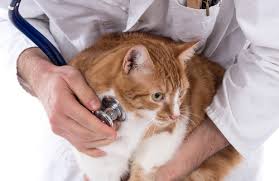Once your kitten reaches the age of one, it's a general agreement that you can start calling him or her a cat. When Does A Cat Reach Full Size We Re All About Cats