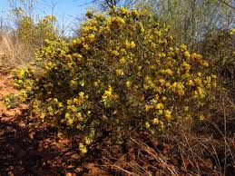 Image result for Gnidia chapmanii