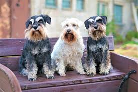 Enter your email address to receive alerts when we have new listings available for miniature toy schnauzer puppies for sale. Are Schnauzers Good For First Time Dog Owners Get The Facts The Schnauzer Collective