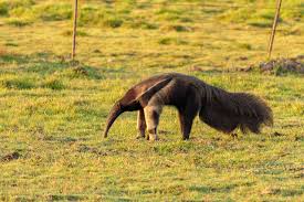 Listen to abraço de tamanduá by ronaldo nascimento on deezer. Tamandua Bandeira Myrmecophaga Tridactyla Klima Naturali
