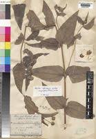 Image result for Aspilia africana