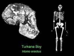 Los turkana, un pueblo nilótico que habita en las tierras semiáridas del noroeste de kenia, son una tribu de pastores nómadas que se destacan por criar camellos y tejer cestas. Nino De Nariokotome Nino De Turkana Escuelapedia Recursos Educativos