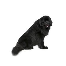 These breeds are well known for their intelligence, gentility and their love for swimming. Newfoundland Puppies Petland St Louis Missouri