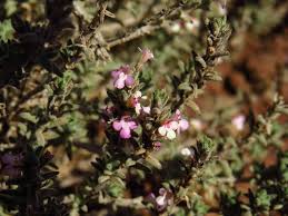 Image result for Micromeria