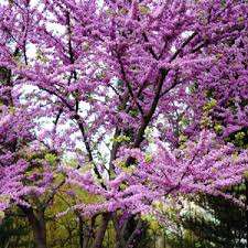As the tree matures, old branches and dead leaves must also be pruned. Flowering Trees Garden Express Australia S Largest Online Nursery