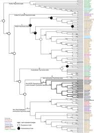 Image result for Batopedina