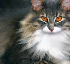 Tabby cat with green eyes relaxing in sunlight with copper/gold netting tabby cat with green eyes relaxing in thick, short grey fur and brilliant copper eyes. Cat Feline Animal Free Photo On Pixabay