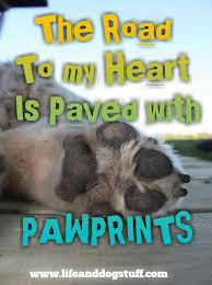 35 Most Beautiful Dog Quotes And Sayings Cute Dog Quotes Puppy Quotes Dog Quotes Funny