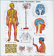 Matthews Kc Chiro Bookstore Brain And Nervous System Chart