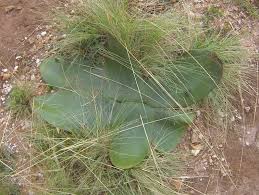 Image result for Brunsvigia radulosa